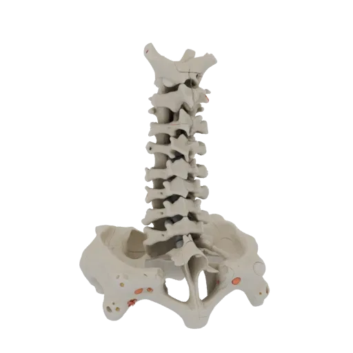 Skull Spine Column Printable 3D model, isometric STL render, showing bone surfaces, skeletal landmarks.