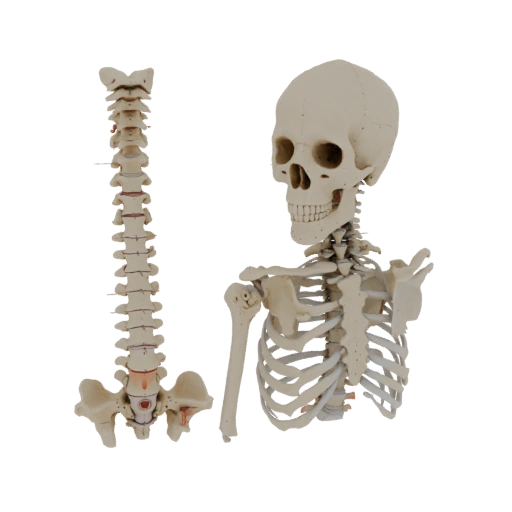 Skull Spine Column 3D Classroom Asset for Lectures