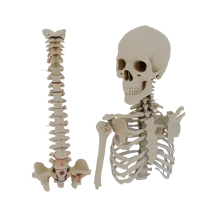 Skull Spine Column 3D Classroom Asset for Lectures