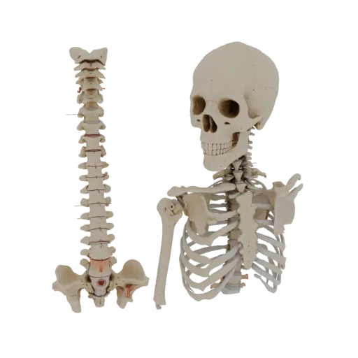 Modello 3D Colonna Vertebrale Cranio per didattica, rendering di addestramento a tre quarti, che mostra superfici ossee, punt