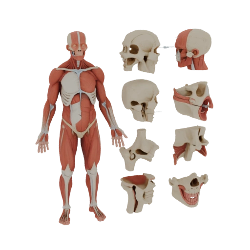 Classroom Modular Joint Anatomy Kit 3D Study Asset