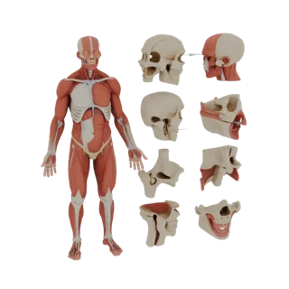 Classroom Modular Joint Anatomy Kit 3D Study Asset