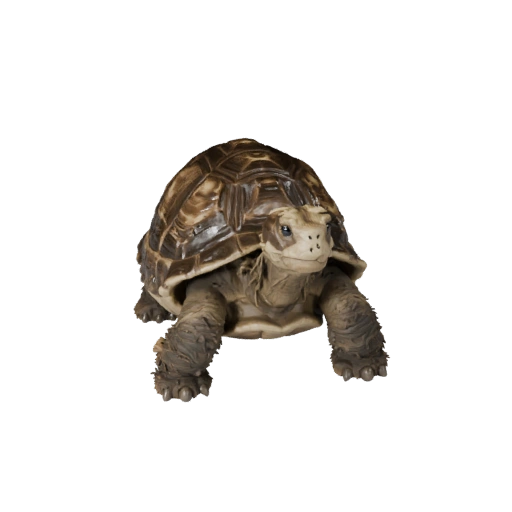 Modello 3D Tartaruga per Blender - Asset PBR con Texture | PBR