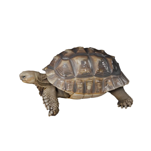 Tortue du désert réaliste modèle 3D - Asset PBR riggé pour jeux