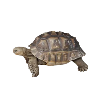 Realistic Desert Tortoise 3D Model - Rigged PBR Asset for Games