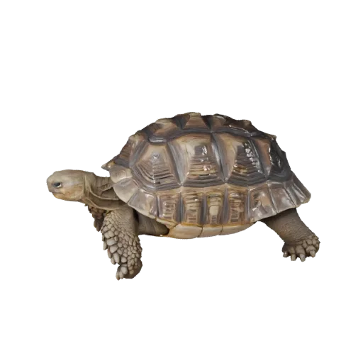 Realistic Desert Tortoise 3D Model - Rigged PBR Asset for Games