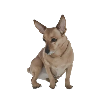 Modelo 3D de um cão rafeiro Chihuahua cor de tan sentado alerta com orelhas grandes e expressão curiosa.