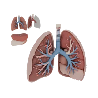 AR Ready Vascular Lung 3D Web Asset for Online Use