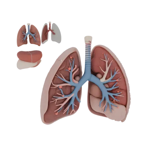 Vascular Lung 3D model, three-quarter front view, AR viewer studio render, showing soft tissue colors, organ silhouette.