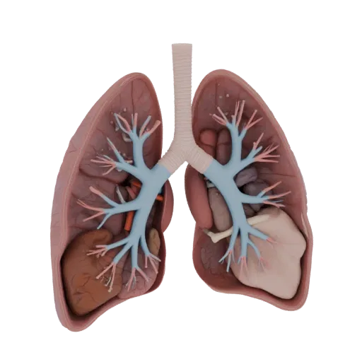 Cutaway Lung 3D model, side profile view, technical viewport render, showing soft tissue colors, organ silhouette.