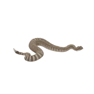 Western Diamondback Rattlesnake 3D Model