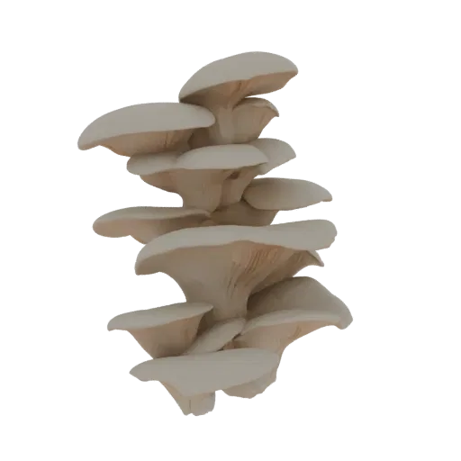 Una renderización de modelo 3D de un racimo de setas ostra de color beige claro sobre un fondo blanco.