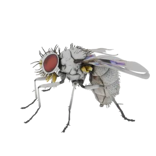 White Fly 3D Model