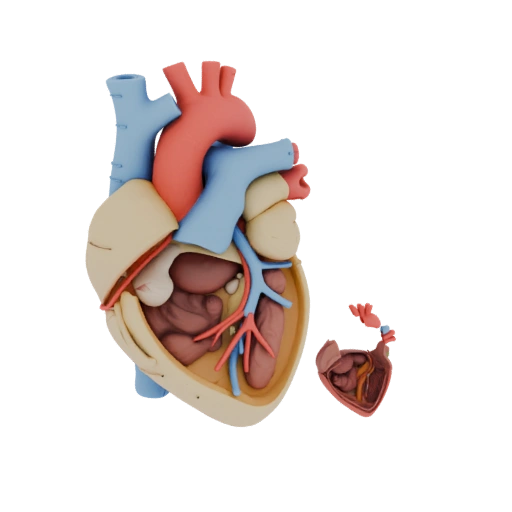 Printable Cutaway Heart 3D Asset for Home Printers