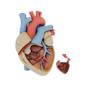 Printable Cutaway Heart 3D Asset for Home Printers