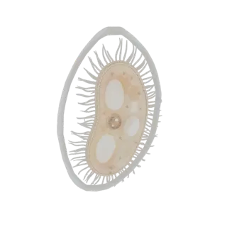 3D model of a Paramecium protozoan, showing its slipper shape, cilia, and internal organelles like nuclei and vacuoles.