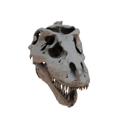 A 3D render of a detailed Tyrannosaurus Rex skull, viewed from a slight angle, against a white background.
