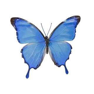 Realistic Blue Morpho Butterfly 3D Model - PBR Asset fors | PBR
