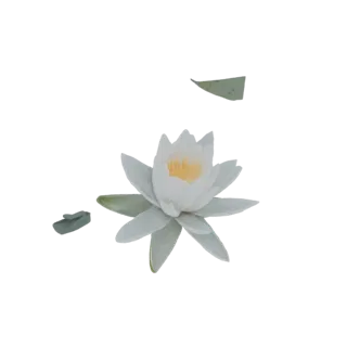 Modèle 3D de nénuphar blanc avec feuilles vertes flottant sur l'eau