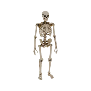 Modello 3D scheletro umano con fissaggio a vite