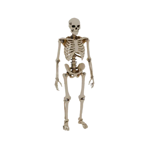 Modelo 3D de esqueleto humano com fixação por parafuso, demonstrando precisão anatômica e articulações móveis