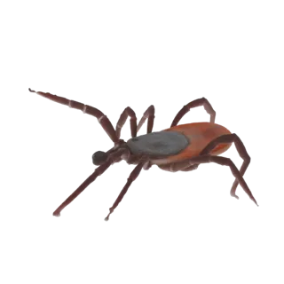 Realistic Tick 3D Model