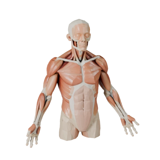 Low Poly Sectioned Muscle Anatomy Kit 3D Game Asset