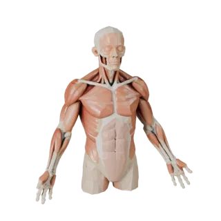Low Poly Sectioned Muscle Anatomy Kit 3D Game Asset