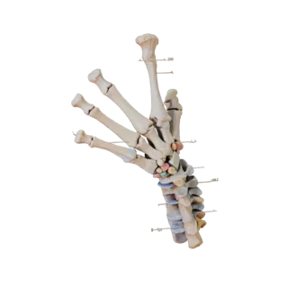 Spine Hand Bones 3D Asset for Casual Studio Levels