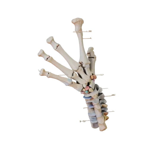 Spine Hand Bones Stylized 3D model, stylized isometric render, showing bone surfaces, skeletal landmarks.