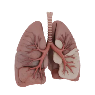 Education Ready Healthy Lung 3D Asset for Study Use