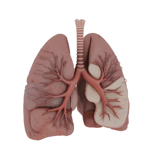 Healthy Lung Education 3D model, three-quarter training render, showing soft tissue colors, organ silhouette.