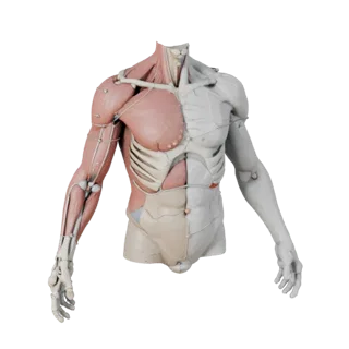 Stylized Sectioned Torso Anatomy Kit 3D Game Asset
