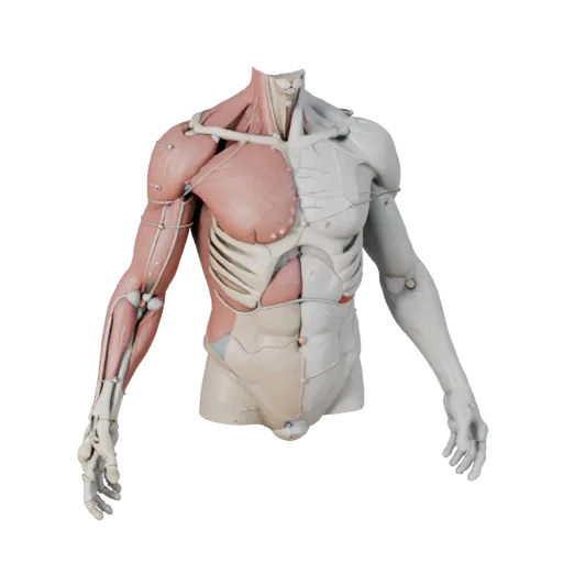 Sectioned Torso Anatomy Kit 3D model, stylized isometric render, showing neutral educational colors, form detail.