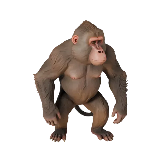 Modèle 3D de babouin réaliste, rendu de vie sauvage de profil, actif animal prêt pour l'animation avec formes de crête sourci