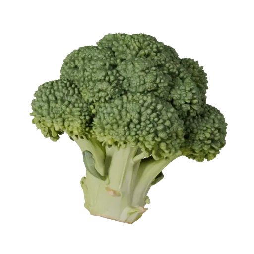 Modèle 3D de tête de brocoli bio, vue de trois quarts avant, rendu studio avec visualiseur AR, montrant les nervures des feui