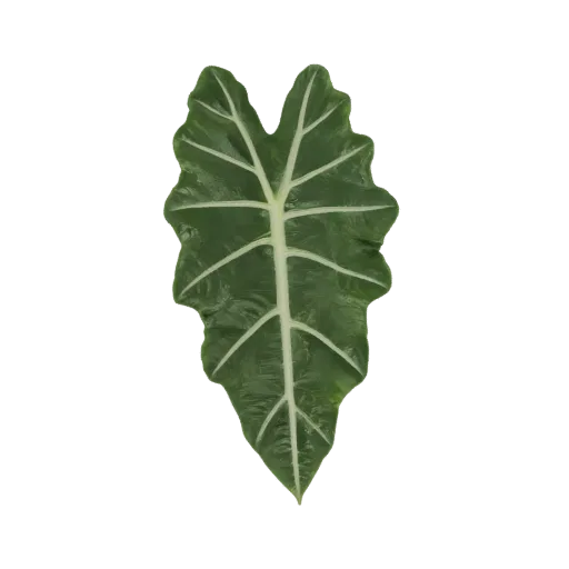 Modelo 3D de una sola hoja de Alocasia Amazonica con color verde oscuro y venas blancas prominentes, aislado sobre fondo blan