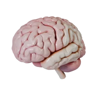Teaching Brain 3D Asset for Casual and Indie Games