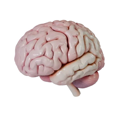 Teaching Brain Stylized 3D model, stylized isometric render, showing soft tissue colors, organ silhouette.