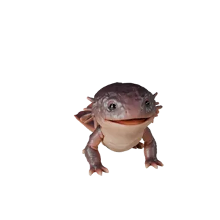 Axolotl 3D Model for Blender - PBR Asset with Textures | PBR
