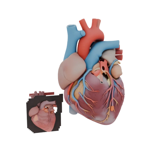 Vascular Heart 3D Hero Render Asset for Studio Use