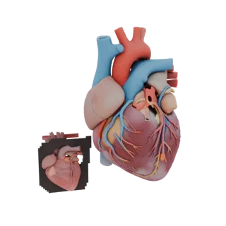 Vascular Heart 3D Hero Render Asset for Studio Use