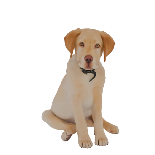 Yellow Labrador Puppy Sitting