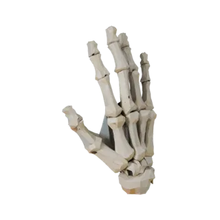 Skull Hand Bones 3D Game Asset for Realtime Engines
