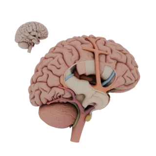 Vascular Brain 3D Hero Render Asset for Studio Use