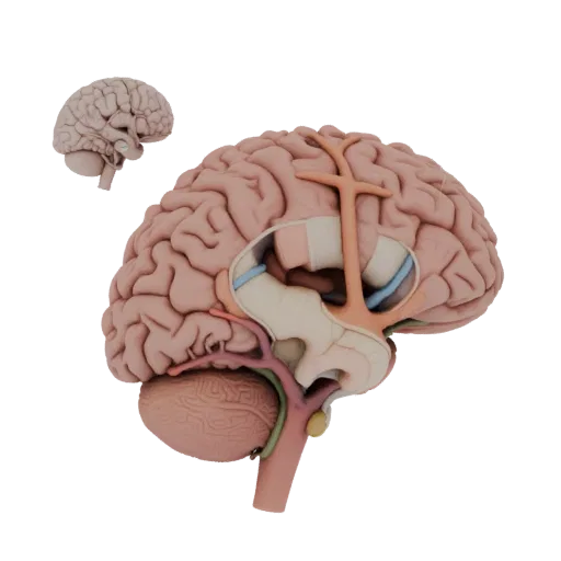 Vascular Brain High Poly 3D model, close-up studio render, showing soft tissue colors, organ silhouette.