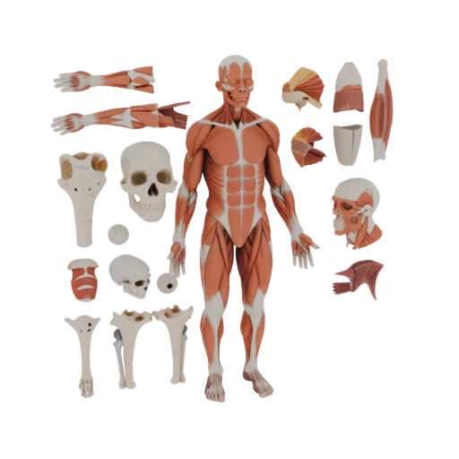 Sectioned Muscle Anatomy Kit 3D AR Asset for WebGL