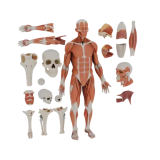 Kit Anatomia Muscolare Sezionata Asset 3D AR per WebGL