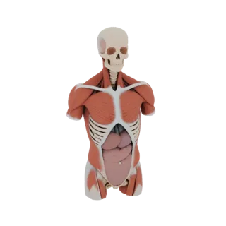 Kit Anatomia Torso Aula 3D per Studio