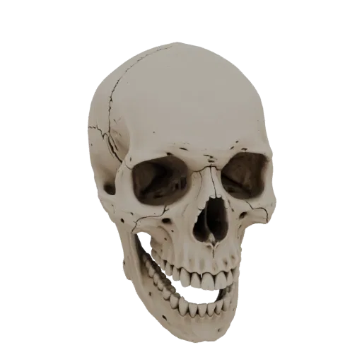 A detailed 3D render of a realistic human skull with visible cracks, presented against a white background.